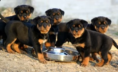 regalo cuccioli di rottweiler maschio e femmina!!