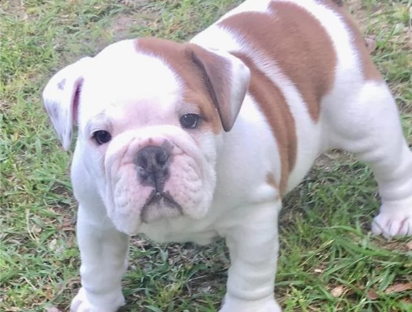 regalo cuccioli bulldog inglese per l'adozione