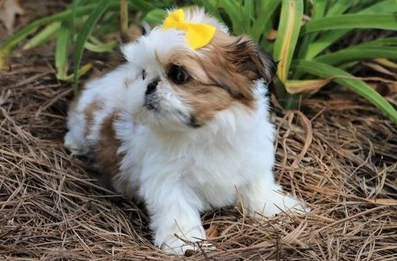 cuccioli di shih tzu per adozione urgente.