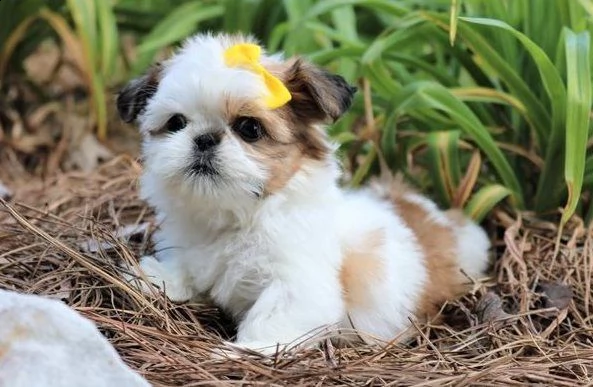dgd cuccioli di shih tzu per adozione urgente.
