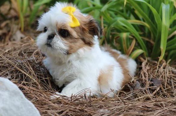 gdth cuccioli di shih tzu per adozione urgente.