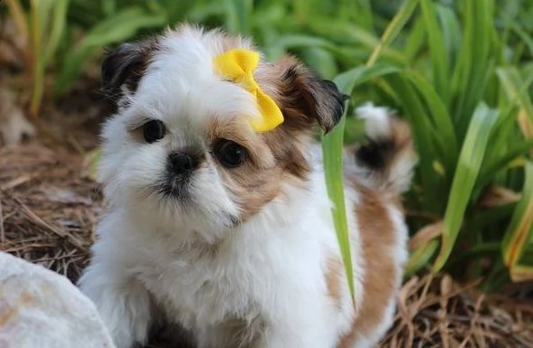 dfdh cuccioli di shih tzu per adozione urgente.