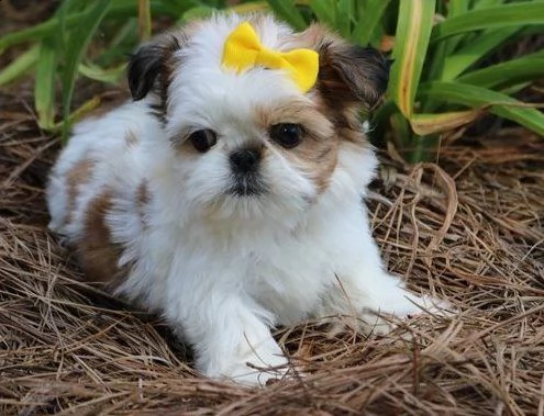 gdgdj cuccioli di shih tzu per adozione urgente.