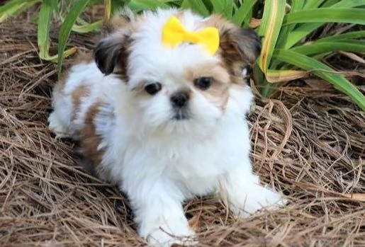 hdgd  cuccioli di shih tzu per adozione urgente.