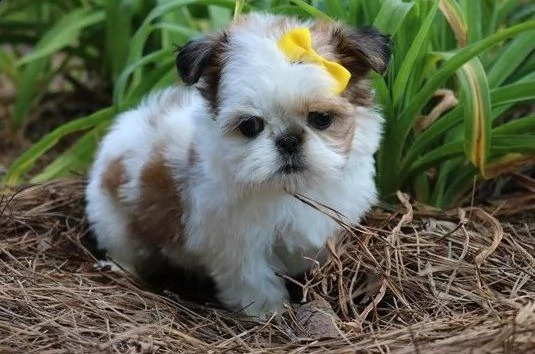 fdg  cuccioli di shih tzu per adozione urgente.