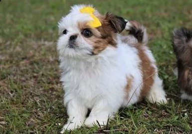 gsgs cuccioli di shih tzu per adozione urgente.