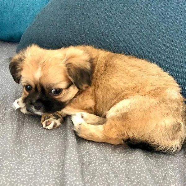 cuccioli di qualità bouledugue maschi e femmine