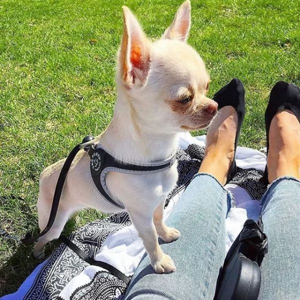 cuccioli di chihuahua di qualità maschili e femminili 