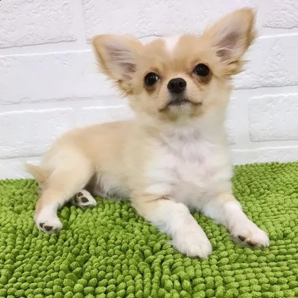 cuccioli di chihuahua di qualità maschili