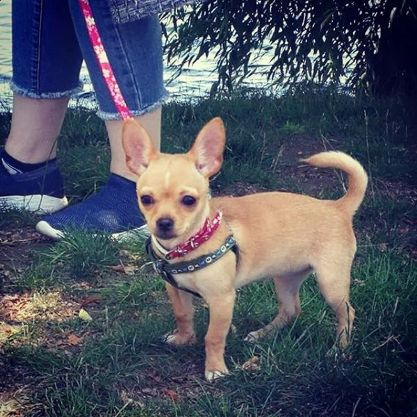 cuccioli di chihuahua di qualità maschili e femminili