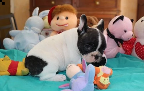cuccioli di bulldog francese disponibili | Foto 2