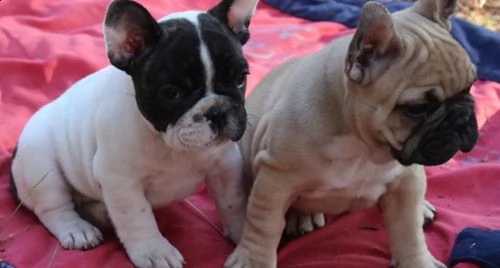 cuccioli di bulldog francese disponibili | Foto 1