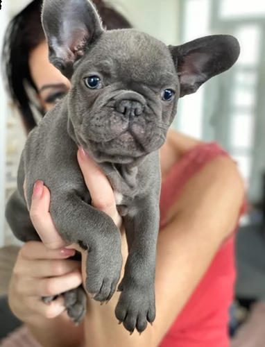 cuccioli di bulldog francese disponibili
