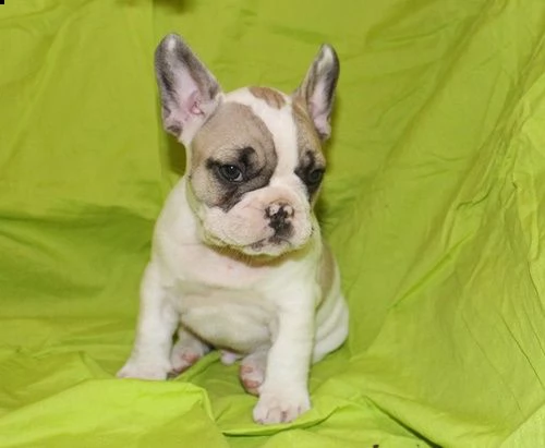cuccioli di bulldog francese disponibili | Foto 0