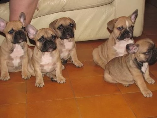 cuccioli di francese | Foto 2