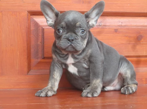 cuccioli di francese