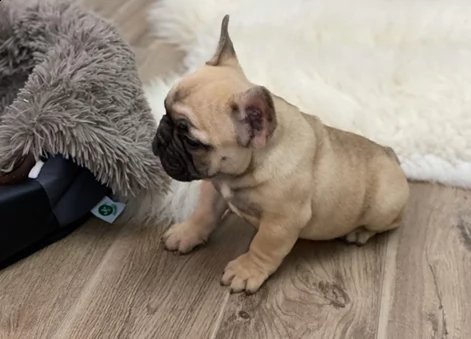 cuccioli di francese | Foto 1