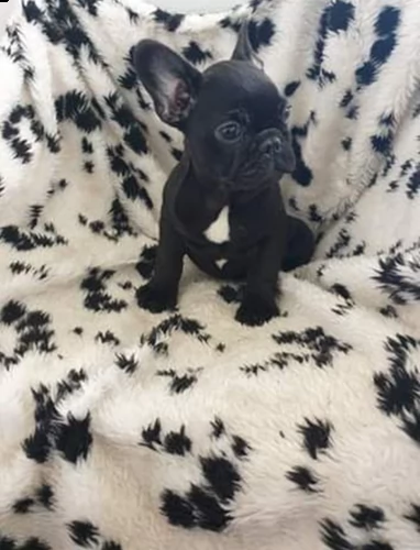 cuccioli di francese | Foto 0
