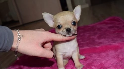ho cuccioli di chihuahua  | Foto 2