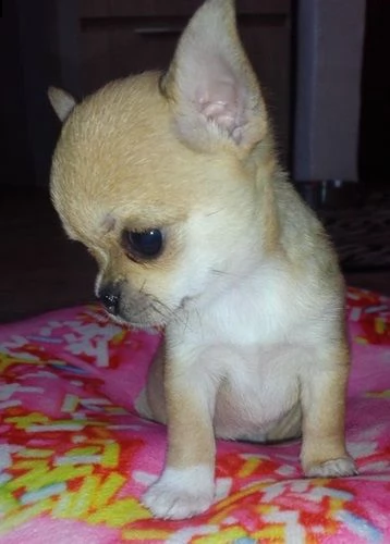 ho cuccioli di chihuahua 
