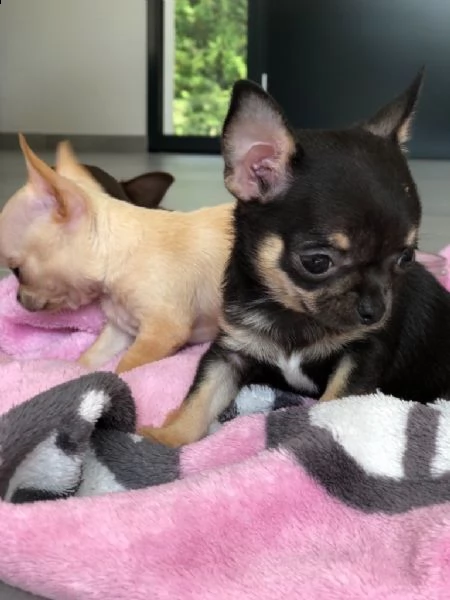 ho cuccioli di chihuahua  | Foto 1