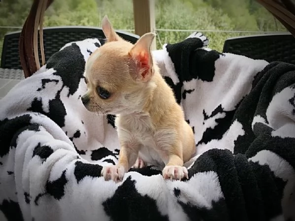 ho cuccioli di chihuahua  | Foto 0