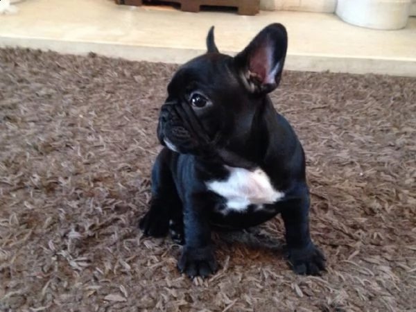 regalo maschio e femmina bouledogue francese con pedigree