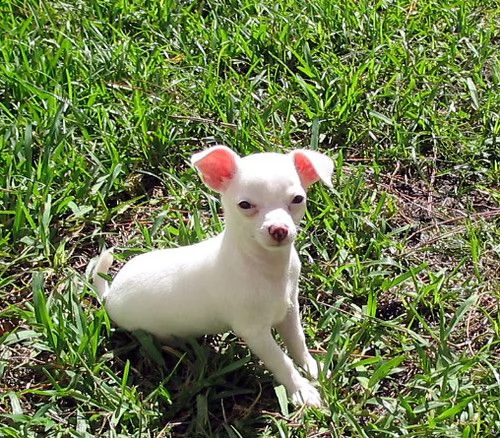 cuccioli   chihuahua disponibili per l'adozione.
