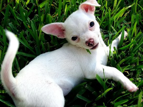 cuccioli   chihuahua disponibili per l'adozione. | Foto 0