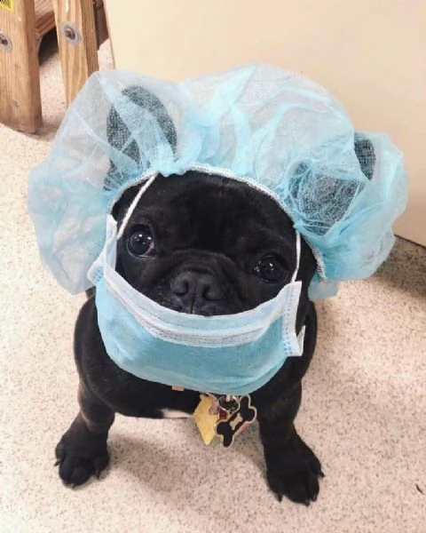 dalla tua maschera medicata per la casa e i cani. | Foto 0