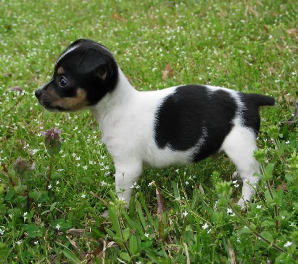 cede in vendita cuccioli di bodeguero | Foto 0