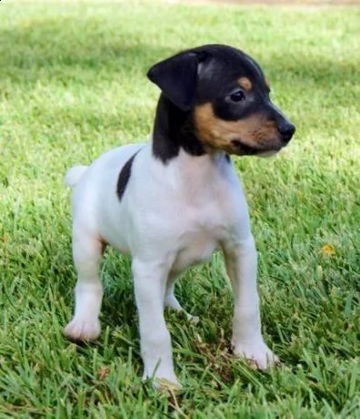 cede in vendita cuccioli di bodeguero