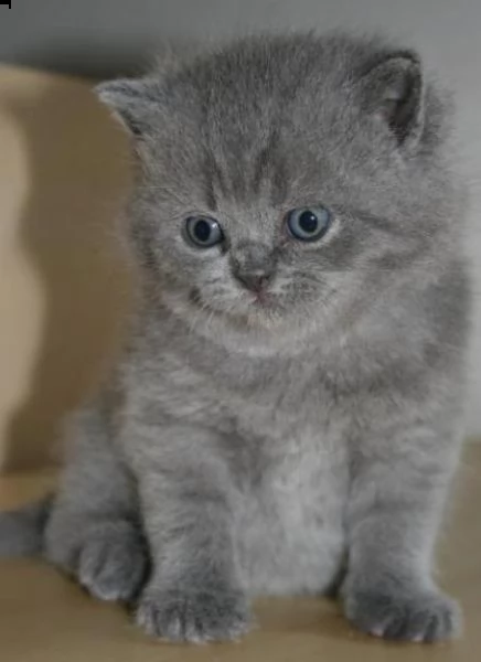 gattino britannico a pelo corto!#