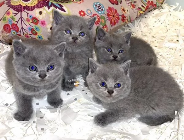 gattino britannico capelli corti