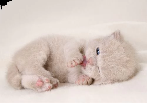 gattino britannico capelli corti#