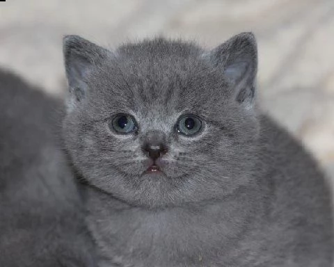 gattino britannico capelli corti((( | Foto 1