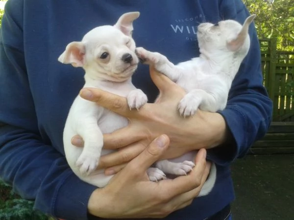 piccoli cuccioli chihuahua | Foto 1