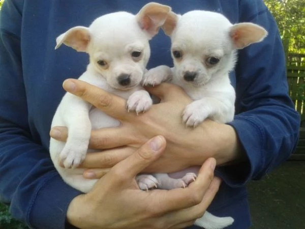 piccoli cuccioli chihuahua | Foto 0