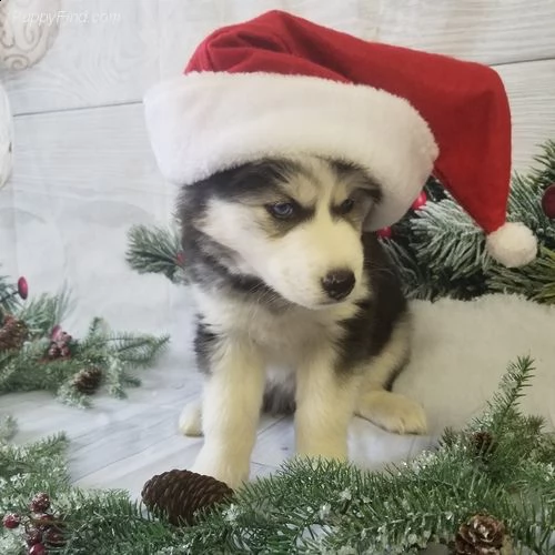 cucciolo di siberian husky!!!!