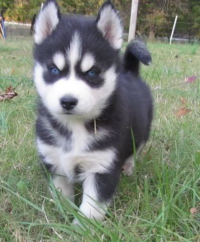 cucciolo di siberian husky#!#*