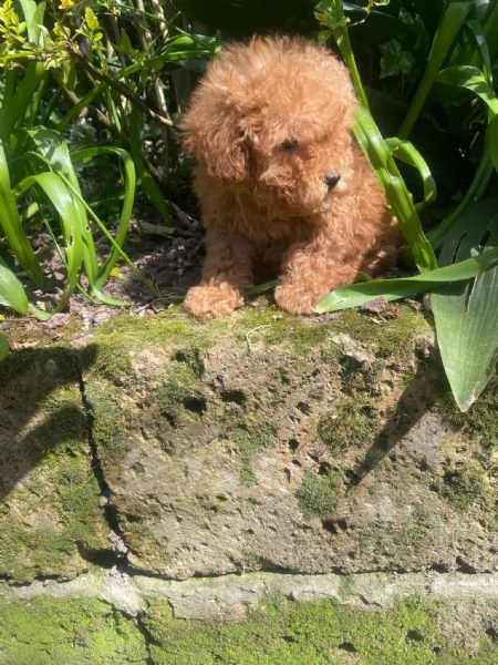 Barboncini Toy e Nani 