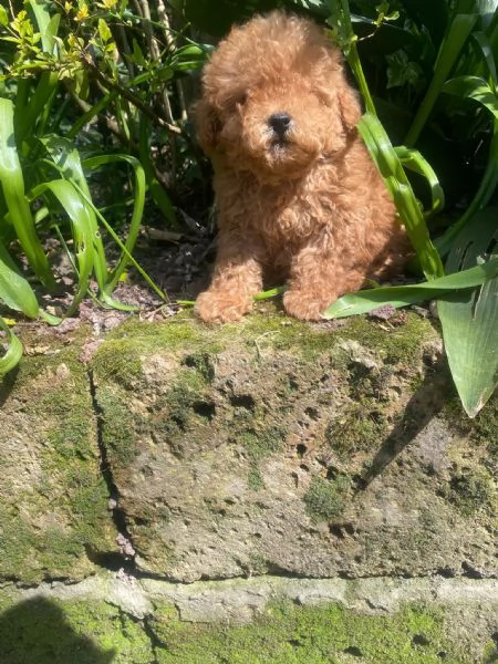 Barboncini Toy e Nani  | Foto 3