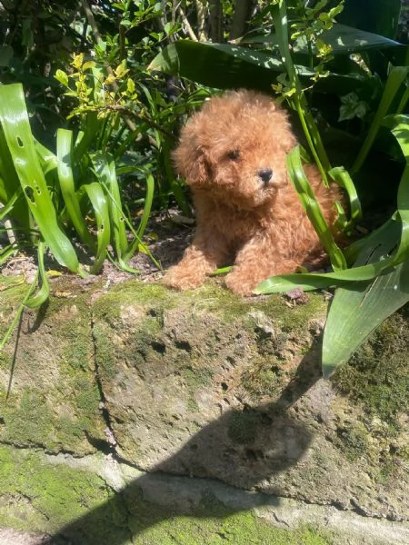 Barboncini Toy e Nani  | Foto 2