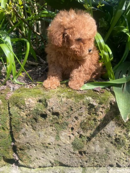 Barboncini Toy e Nani  | Foto 1