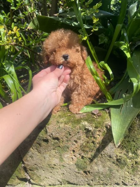 Barboncini Toy e Nani  | Foto 0