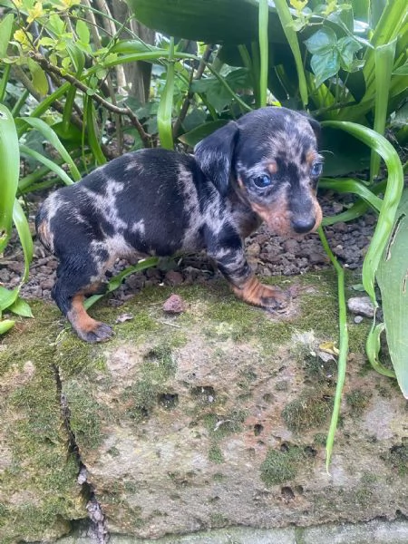 Bassotti cuccioli  | Foto 6