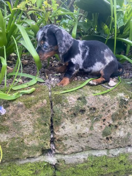 Bassotti cuccioli  | Foto 5