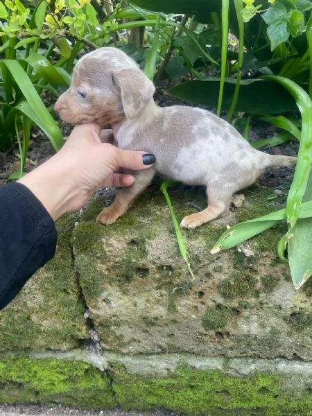 Bassotti cuccioli  | Foto 4