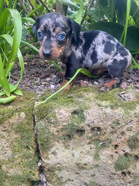 Bassotti cuccioli  | Foto 3