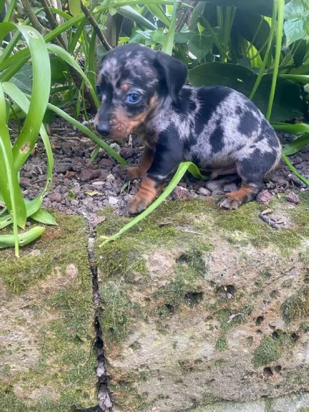 Bassotti cuccioli  | Foto 2